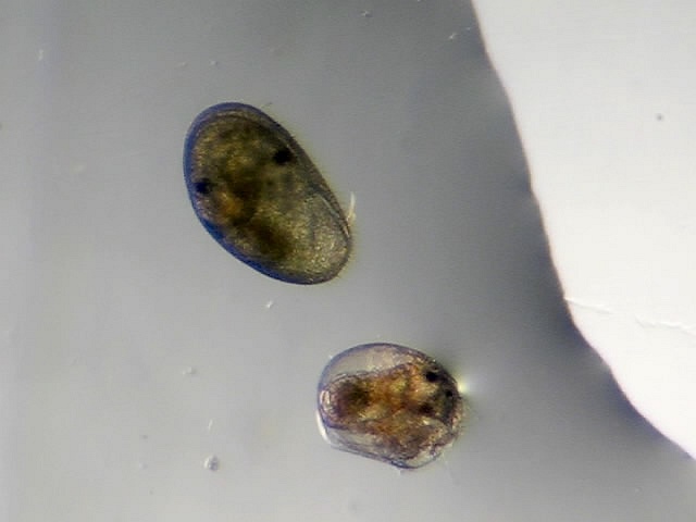 Ostracode...