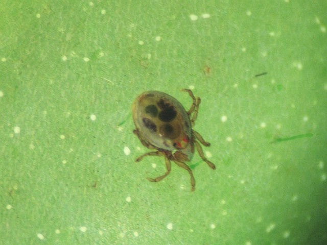 Hydrozetes lacustris