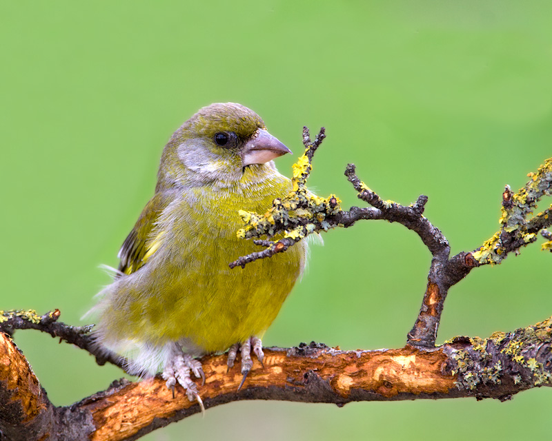 Carduelis chloris