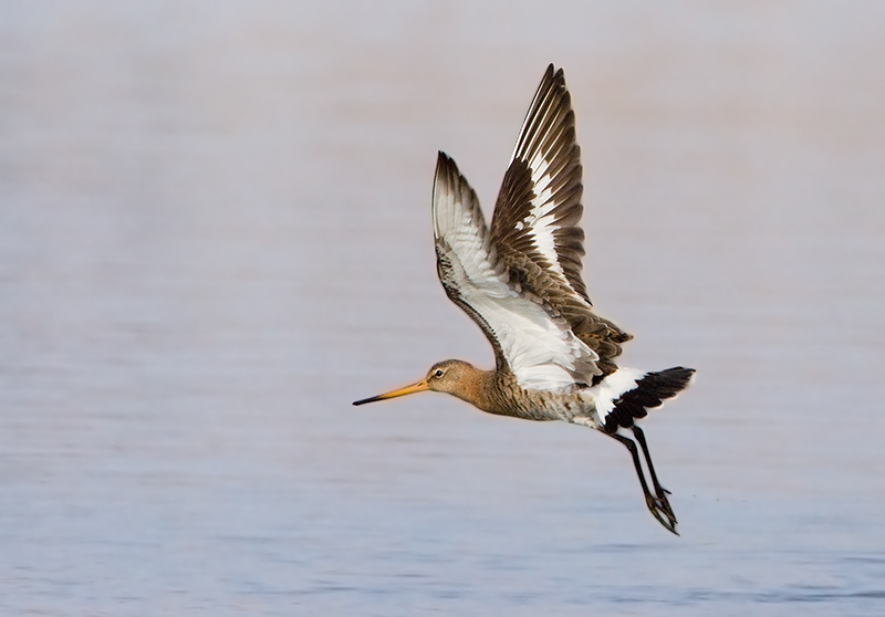 Limosa limosa