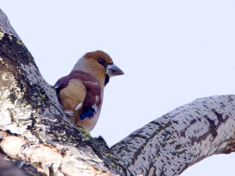 Coccothraustes coccothraustes