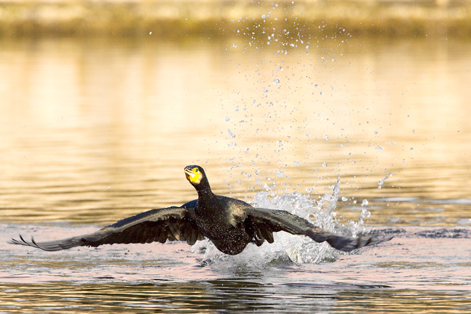 Cormorano al decollo