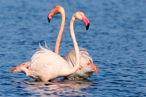 Phoenicopterus ruber