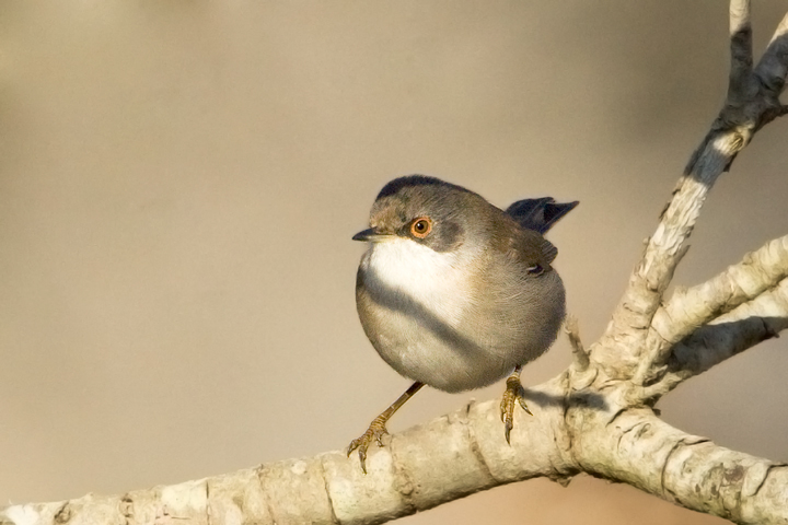 Sylvia melanocephala femmina