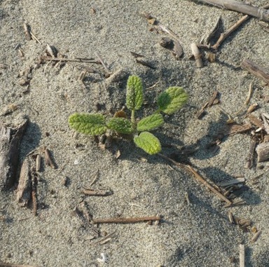 Stachys maritima, Oenothera biennis e Seseli tortuosum