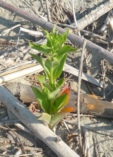 Stachys maritima, Oenothera biennis e Seseli tortuosum