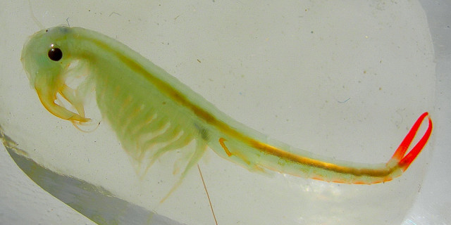 Branchipus schaefferi