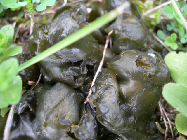 Nostoc commune