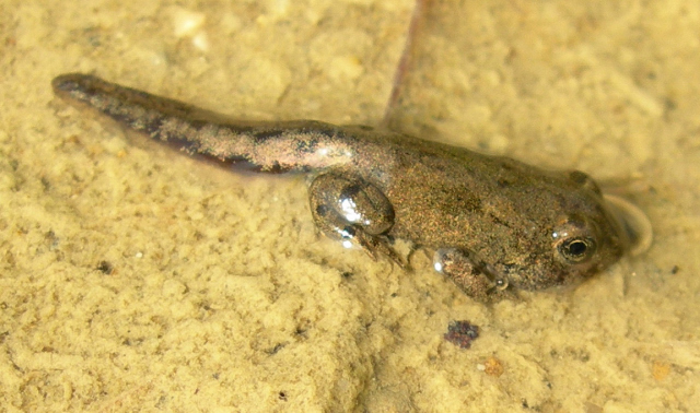 Branchipus schaefferi