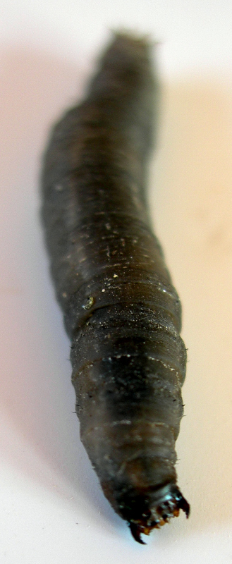 larva apode da identificare:Tipulidae