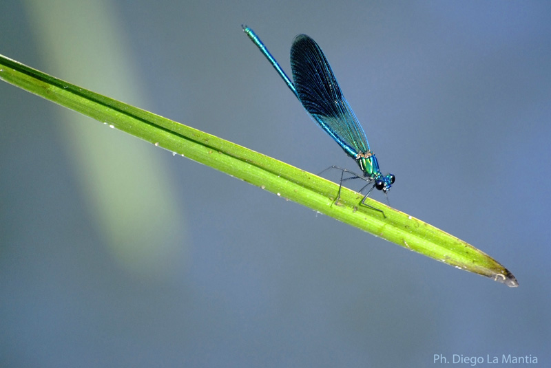 Identificazione Libellula - Calopteryx splendens (maschio)