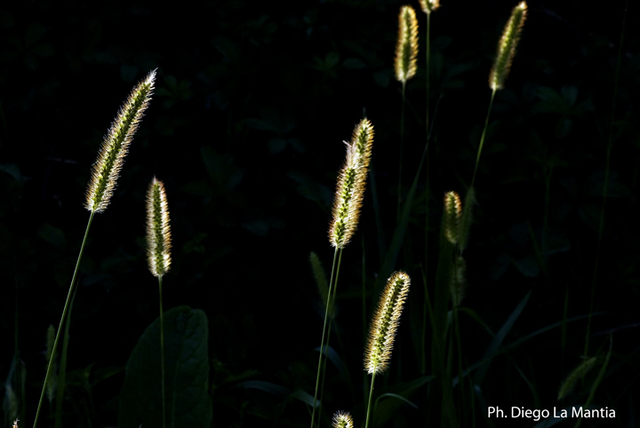 Semplici Spighe - Setaria sp