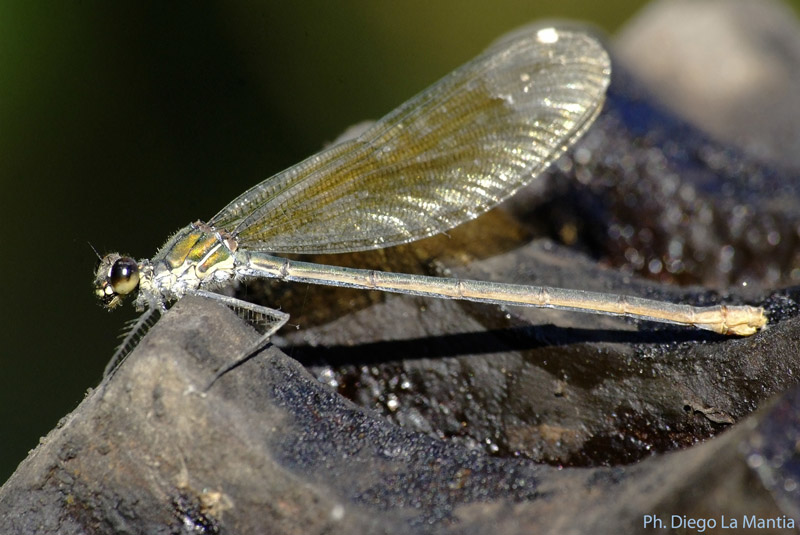 Identificazione - Calopteryx splendens (femmina)