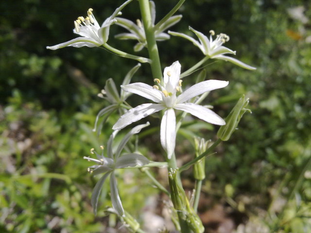 Loncomelos narbonensis