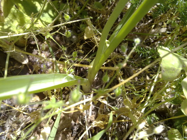 Loncomelos narbonensis