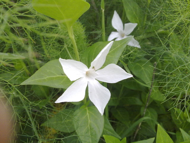 rarit botanica? Vinca sardoa