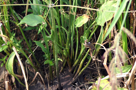 nel fosso di risaia - Alisma plantago-aquatica