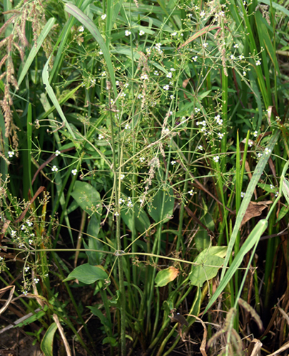 nel fosso di risaia - Alisma plantago-aquatica