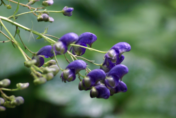 fiori blu - Aconitum cfr. variegatum