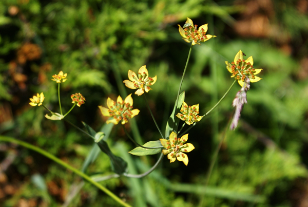 Bupleurum ranunculoides / Buplero ranuncoloide