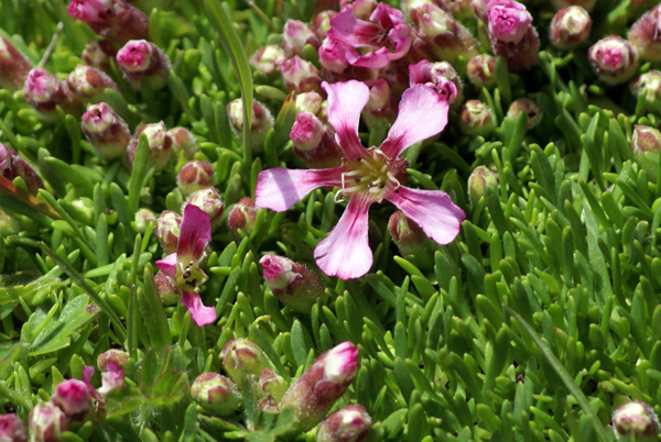 Saponaria pumila / Saponaria minore