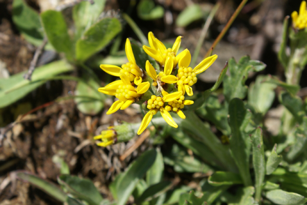 fiore giallo - Senecio cfr. incanus