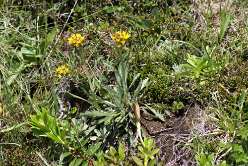 fiore giallo - Senecio cfr. incanus