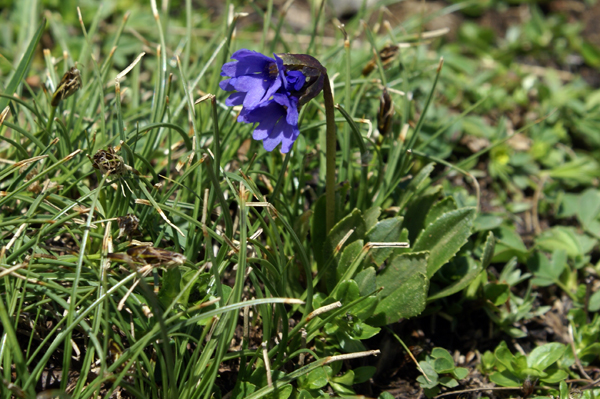 Primula glutinosa