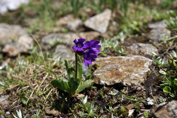 Primula glutinosa