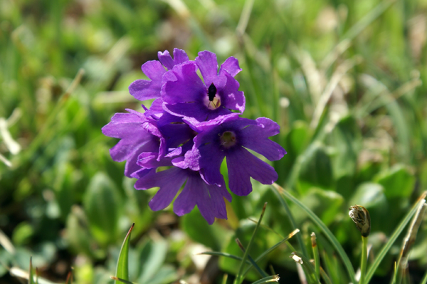 Primula glutinosa