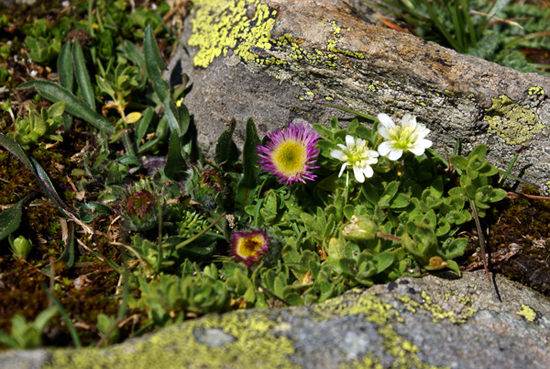 Erigeron cfr. glabratus