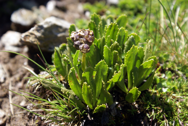 che pianta ? - Primula cfr. glutinosa