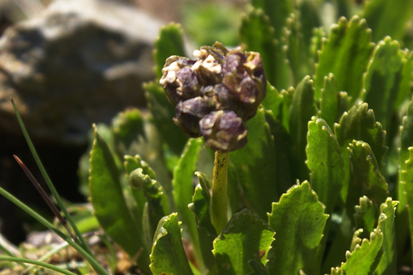 che pianta ? - Primula cfr. glutinosa