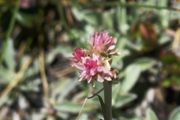 fiore rosato - Antennaria dioica