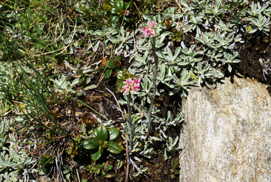 fiore rosato - Antennaria dioica