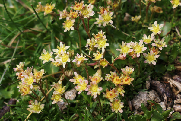 Saxifraga