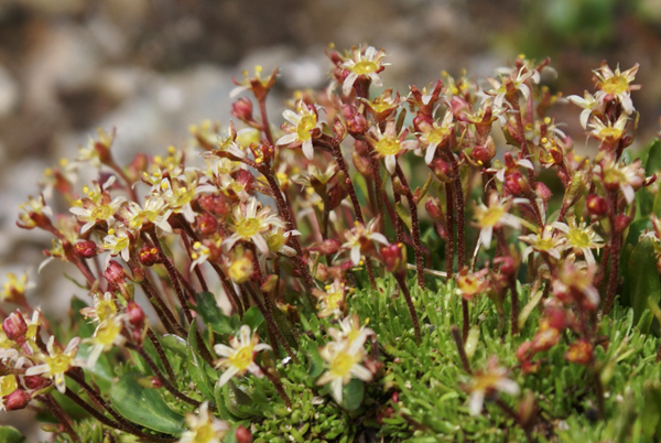 Saxifraga