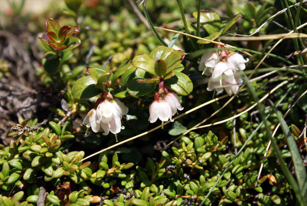 Vaccinum vitis-idaea