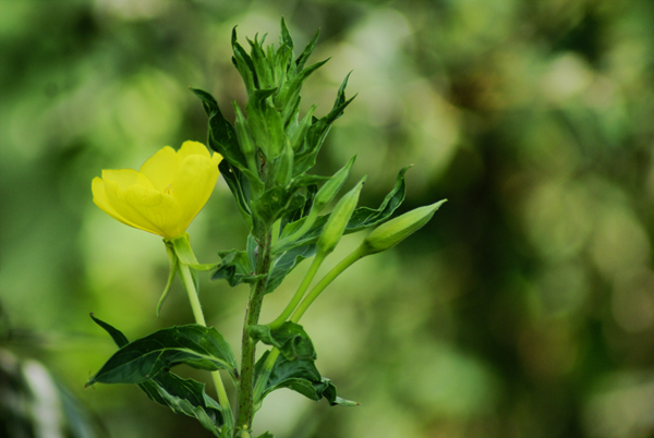 Rapunzie a confronto - Oenothera sp.