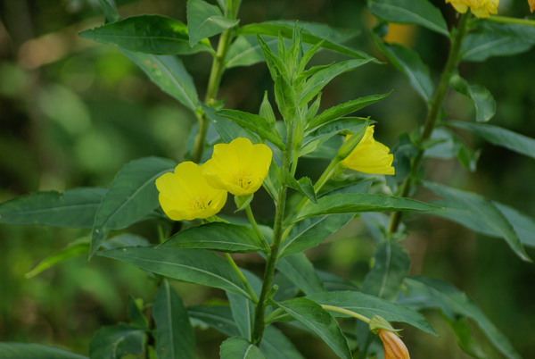 Rapunzie a confronto - Oenothera sp.