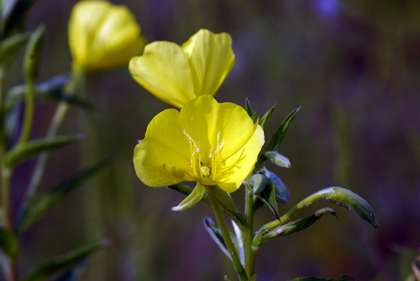 Rapunzie a confronto - Oenothera sp.