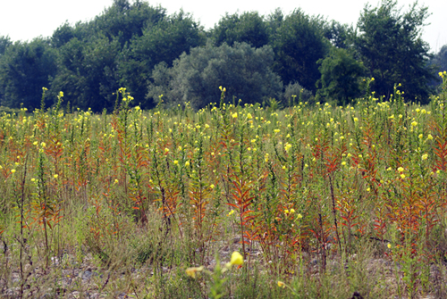 Rapunzie a confronto - Oenothera sp.