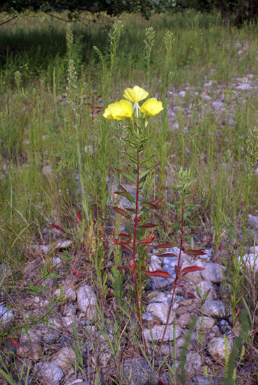 Rapunzie a confronto - Oenothera sp.