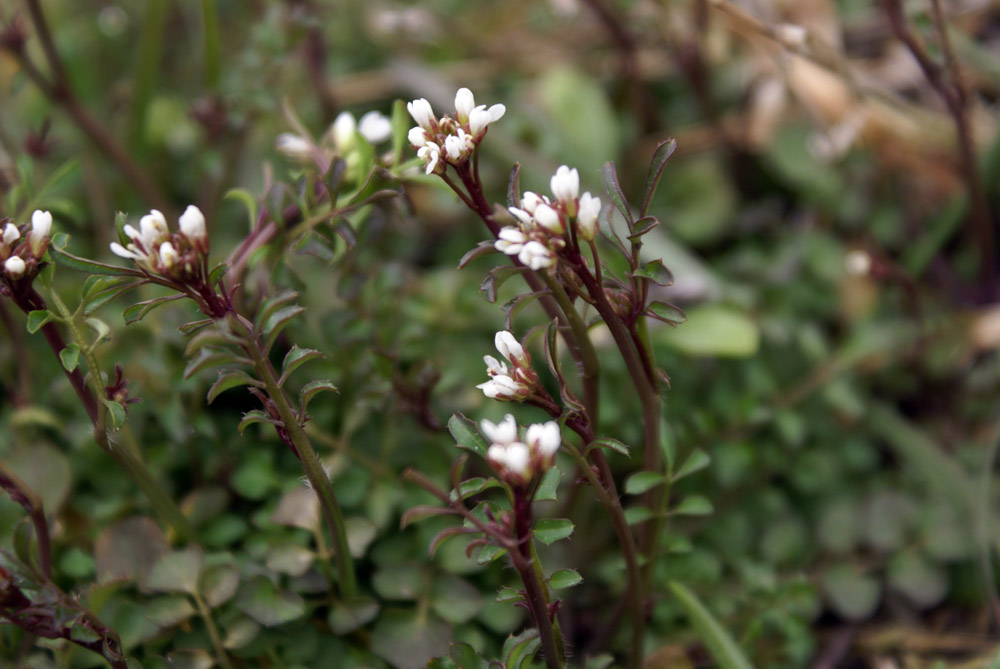 Cardamine hirsuta