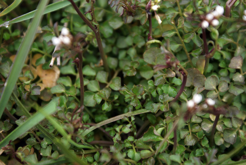 Cardamine hirsuta