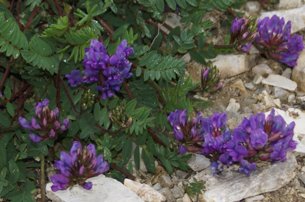 Sui ghiaioni - Oxytropis jacquinii / Astragalo montano