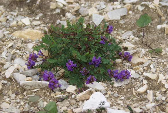 Sui ghiaioni - Oxytropis jacquinii / Astragalo montano