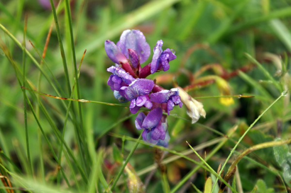 Oxytropis sp.