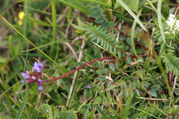 Oxytropis sp.