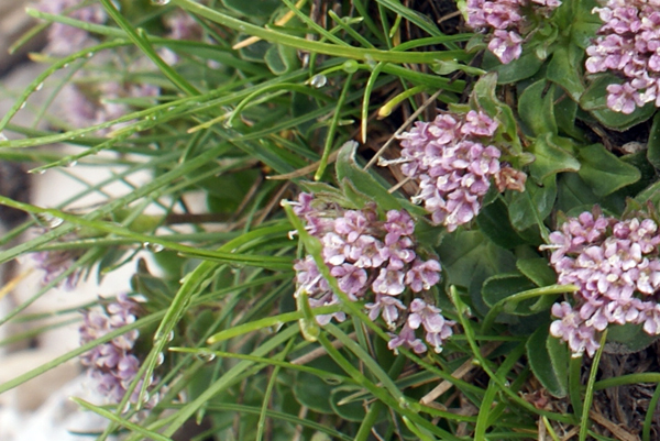 Valeriana supina / Valeriana prostrata